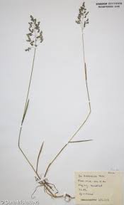 Attēlu rezultāti vaicājumam “Poa humilis”