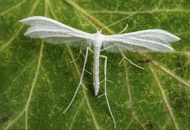 Attēlu rezultāti vaicājumam “Pterophorus pentadactyla”