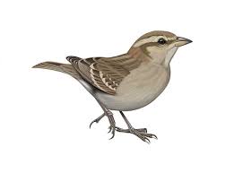 Image result for Petronia petronia