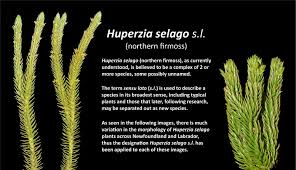 Attēlu rezultāti vaicājumam “Huperzia selago”