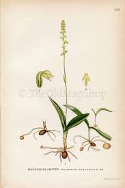 Attēlu rezultāti vaicājumam “Herminium monorchis”