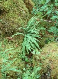 Attēlu rezultāti vaicājumam “Asplenium trichomanes”