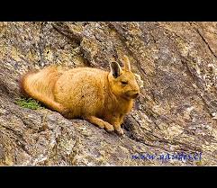 Image result for viscacha