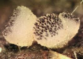 Attēlu rezultāti vaicājumam “Ascobolus furfuraceus”