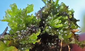 Attēlu rezultāti vaicājumam “Riccardia incurvata”