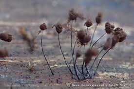 Attēlu rezultāti vaicājumam “myxomicetes”