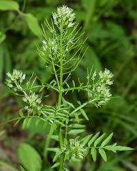 Attēlu rezultāti vaicājumam “Cardamine impatiens”