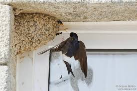 Attēlu rezultāti vaicājumam “Delichon urbicum adult”