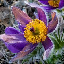 Attēlu rezultāti vaicājumam “Pulsatilla vulgaris”