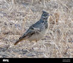 Attēlu rezultāti vaicājumam “Galerida cristata”