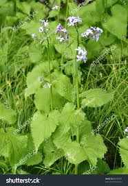 Attēlu rezultāti vaicājumam “Lunaria rediviva bud”