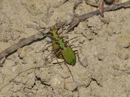 Attēlu rezultāti vaicājumam “Cicindela campestris imago”