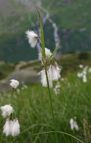 Attēlu rezultāti vaicājumam “Eriophorum angustifolium”