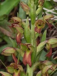 Attēlu rezultāti vaicājumam “Dactylorhiza russowii bud”