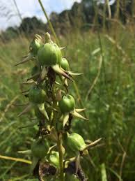 Attēlu rezultāti vaicājumam “Campanula trachelium bud”