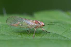 Attēlu rezultāti vaicājumam “Psylla alni”