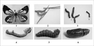 Attēlu rezultāti vaicājumam “Bupalus piniaria”