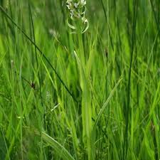 Attēlu rezultāti vaicājumam “Dactylorhiza incarnata leaf”