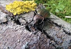 Attēlu rezultāti vaicājumam “Carabus cancellatus”