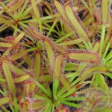 Image result for Drosera