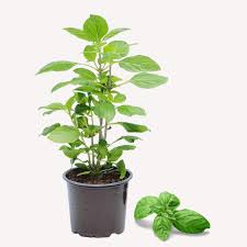 Image result for Basilikum