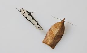 Attēlu rezultāti vaicājumam “Pandemis cinnamomeana female”