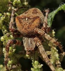 Attēlu rezultāti vaicājumam “Araneus angulatus”