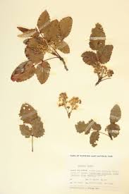 Attēlu rezultāti vaicājumam “Berberidaceae”