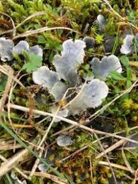 Attēlu rezultāti vaicājumam “Peltigera canina”