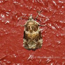 Attēlu rezultāti vaicājumam “Celypha siderana”