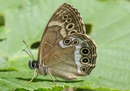 Attēlu rezultāti vaicājumam “Lopinga achine upperside”