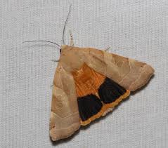 Attēlu rezultāti vaicājumam “Noctua fimbriata”