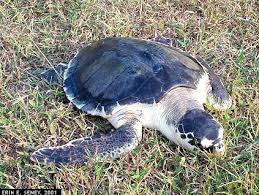 Image result for Lepidochelys kempii