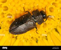 Attēlu rezultāti vaicājumam “Anthaxia quadripunctata”