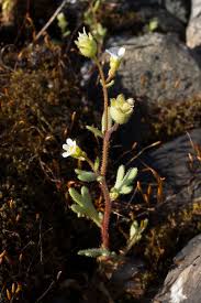 Attēlu rezultāti vaicājumam “Saxifraga tridactylites leaf”