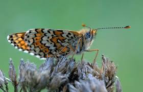 Attēlu rezultāti vaicājumam “Melitaea didyma”