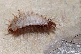 Attēlu rezultāti vaicājumam “Anthrenus sp. larva”