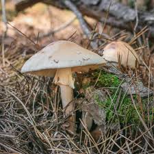 Attēlu rezultāti vaicājumam “Amanita rubescens”