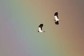 Image result for England Staffordshire Birding Club