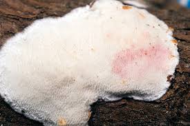 Attēlu rezultāti vaicājumam “Rhodonia placenta”