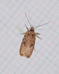 Attēlu rezultāti vaicājumam “Agonopterix heracliana”