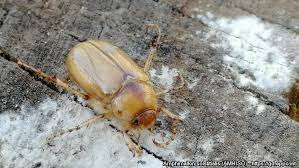 Attēlu rezultāti vaicājumam “Amphimallon solstitiale”