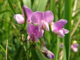 Attēlu rezultāti vaicājumam “Lathyrus palustris flower”