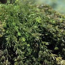 Attēlu rezultāti vaicājumam “Chara intermedia”