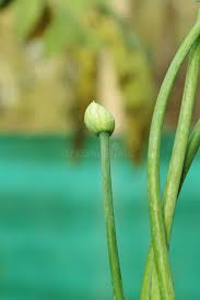 Attēlu rezultāti vaicājumam “Allium cepa bud”