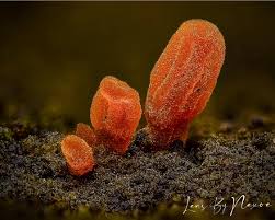 Attēlu rezultāti vaicājumam “Colloderma oculatum spores”