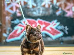 Image result for Banbury Bulldogs