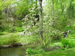 Attēlu rezultāti vaicājumam “Fothergilla major”