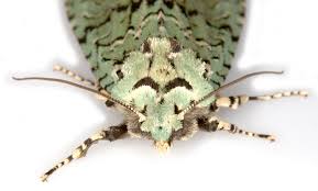 Attēlu rezultāti vaicājumam “Griposia aprilina”