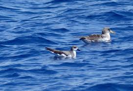 Image result for Pterodroma feae